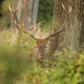 Etologia a pohyb zvery II.