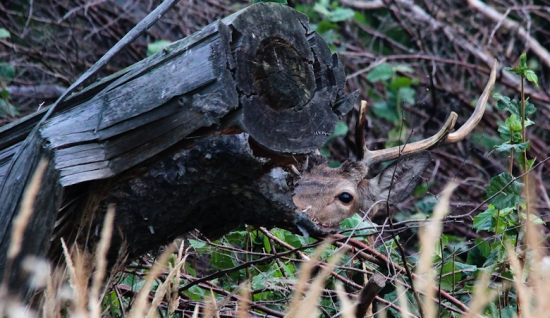 Nenápadný pozorovatel.