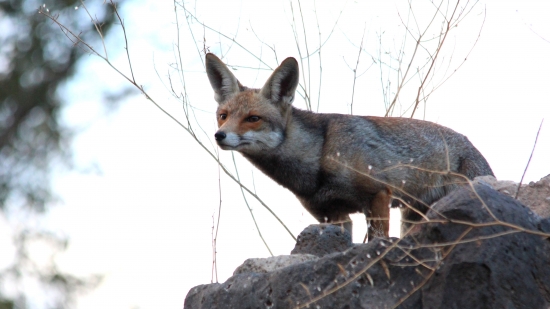 Mladý lišiak na love.