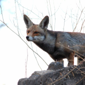 Mladý lišiak na love.