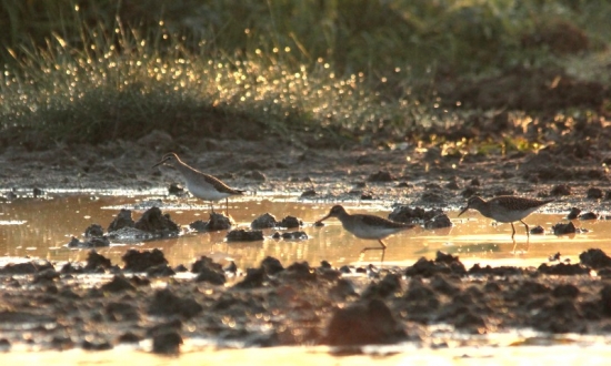Ranajky kalužiakov.