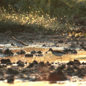 Ranajky kalužiakov.
