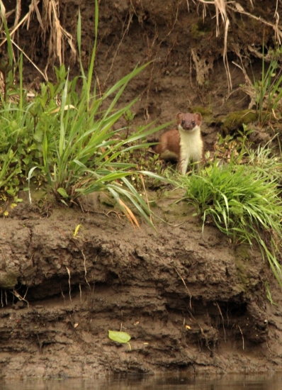 Hranostaj na ranom love.