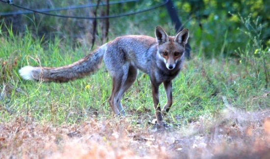 Lišiak loviaci chrusty.