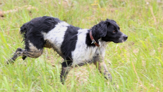 Naša bretonka pri hľadaní.