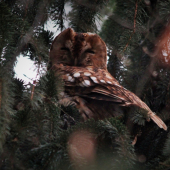 Strážkyňa starého buku. Sova lesná (Strix aluco)