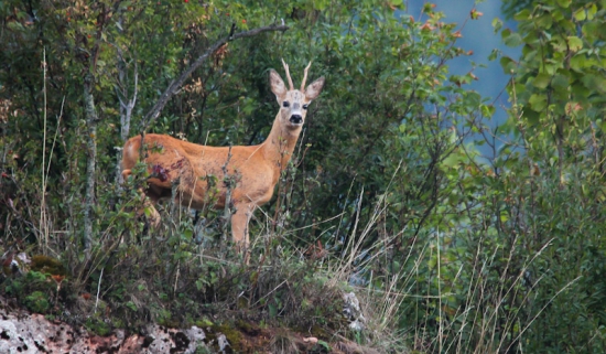 Mladík zo Skalíc. - Srnec lesný (Capreolus capreolus)