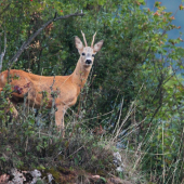 Mladík zo Skalíc. - Srnec lesný (Capreolus capreolus)