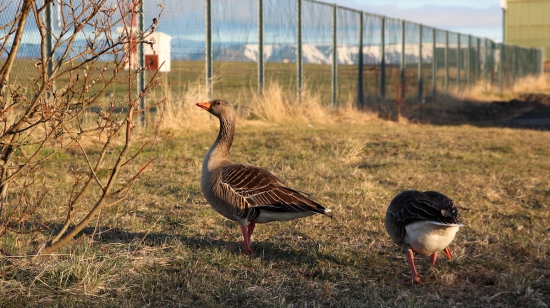 Husí pár - letisko Reykjavík ( Island)