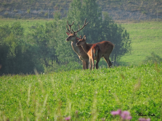 Neboj ochránim ťa :)