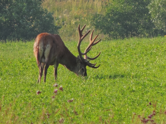 Pasúci sa 14-torák :)