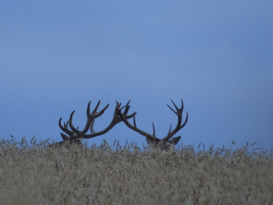 Nevytĺčený a Vytĺčený :)))