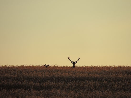 Sami dvaja Vojaci v pšeničnom poli (Západ slnka)