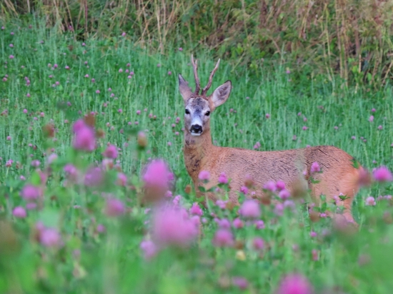 Starký v ružovom :)