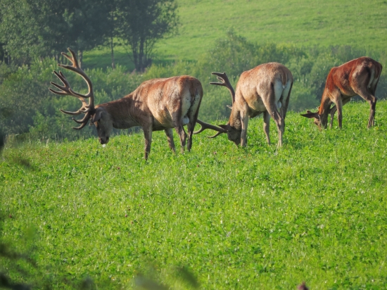A všetci traja Doľava !!!