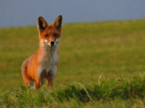 Prišlo ku mne líšča :)