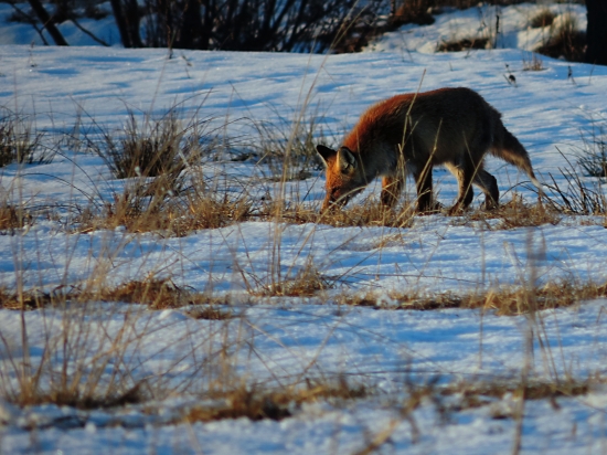 Po stope myši ... :)