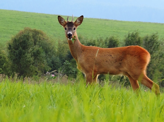 Ešte niečo z leta :) (Štastný trojlístok :) )