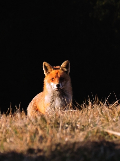 Vulpes vulpes