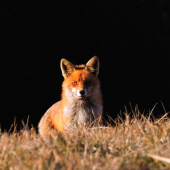 Vulpes vulpes