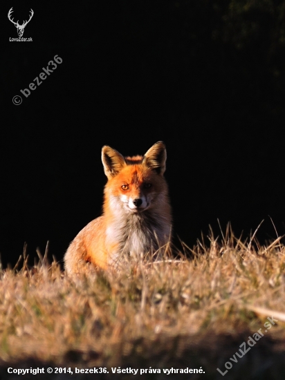 Vulpes vulpes