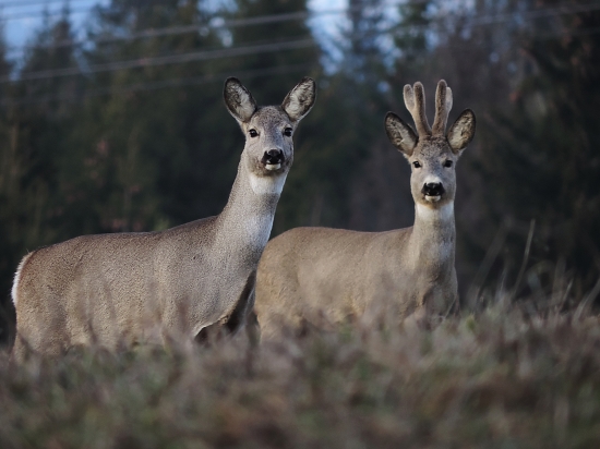 Zase sa mi ukázali :)