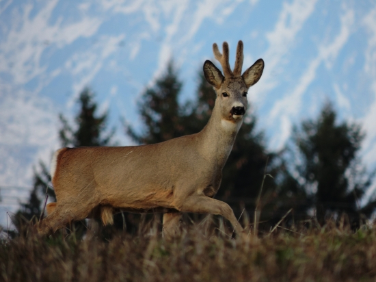 Čakal som že už je vitĺčený :P