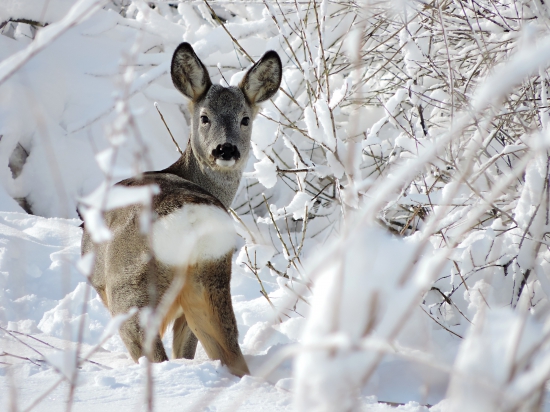 Dneska sa zase ukázal mini Princ :)