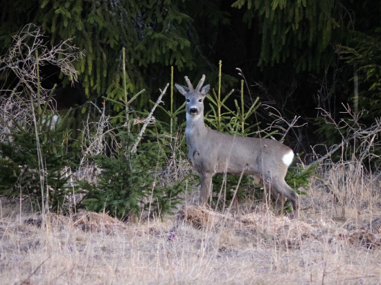 Srnček s ukritou maminou ...