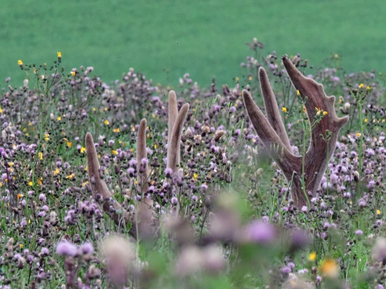 Ukázal iba ozdobu ...