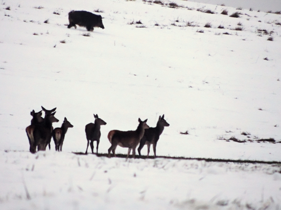 Vliezol do záberu ...
