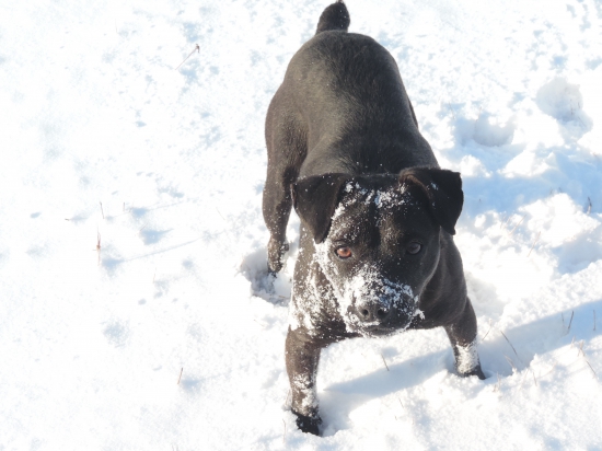 Patterdale teriér...