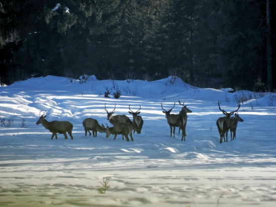Chlapci,bojovnìci ...