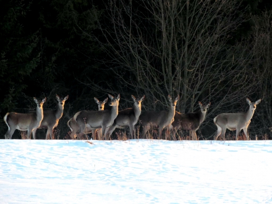 V dokonalom svetle ...