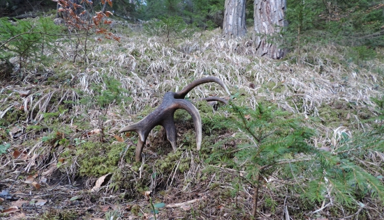 Ďalšia staršia 14-tka...