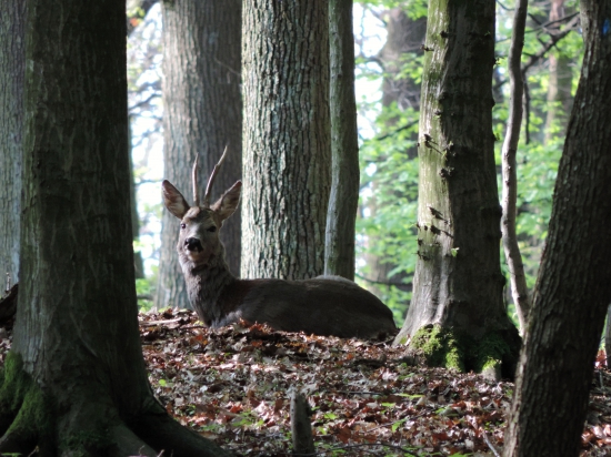 V starom krásnom lese.