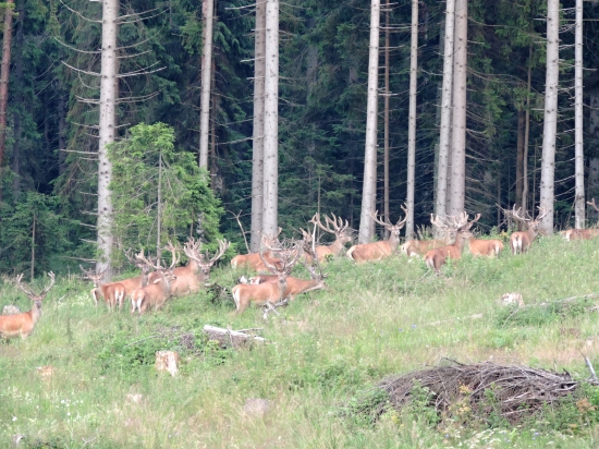 Šťastie vidieť...