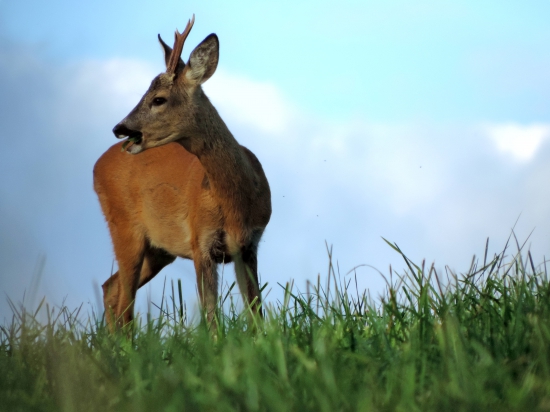 Mladý na pár metrov...