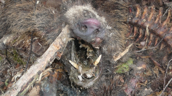 Na jarnej prechádzke