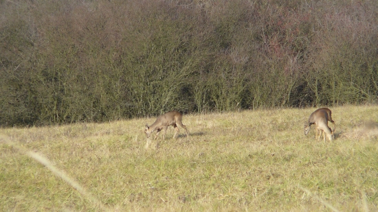Po rannom čakaní ...