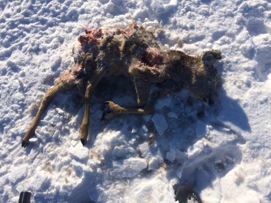 Srnca strhnuté vlkmi