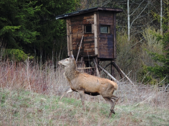 Nestihol som zájsť ....
