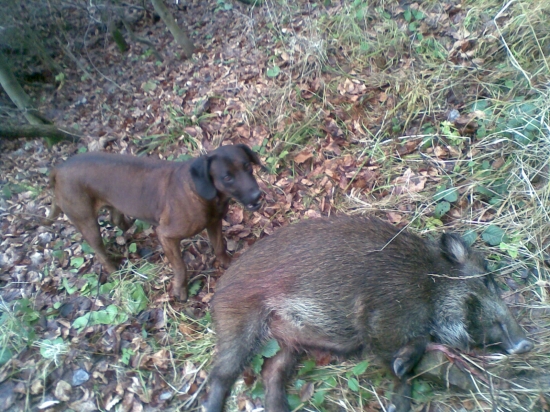 artur a dohladané prasa