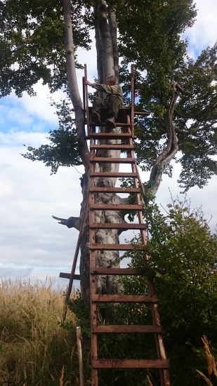 Nový posed u ceckateho buka