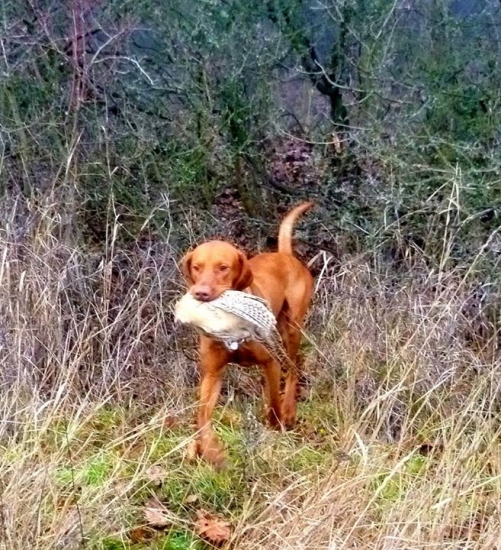 Fenix Nitrianske Janíkovce na poľovačke