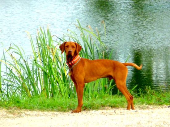 Fenix Nitrianske Janíkovce