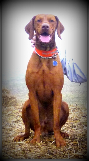 Fenix Nitrianske Janíkovce - 19 mesiacov