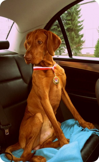 MVP Wintershow CACIB Trenčín