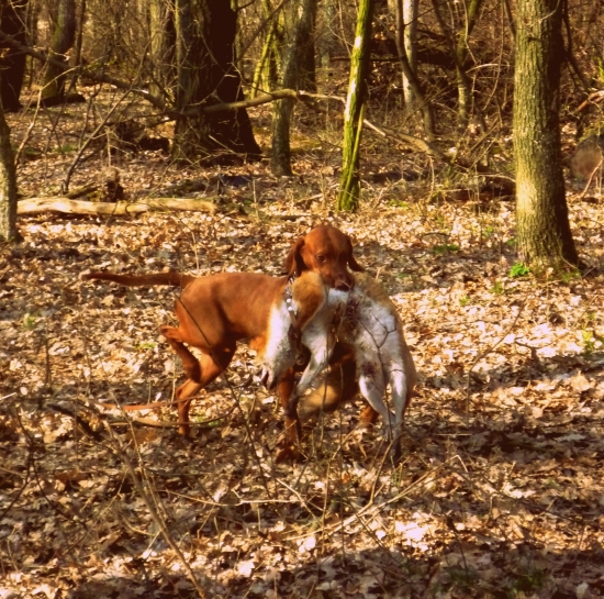 1 tréning s líškou