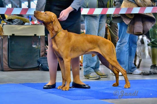 Prague Expo Dog 1.11.2014-2.11.2014